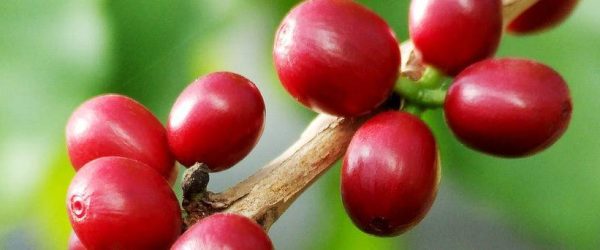 Coffee-Berries